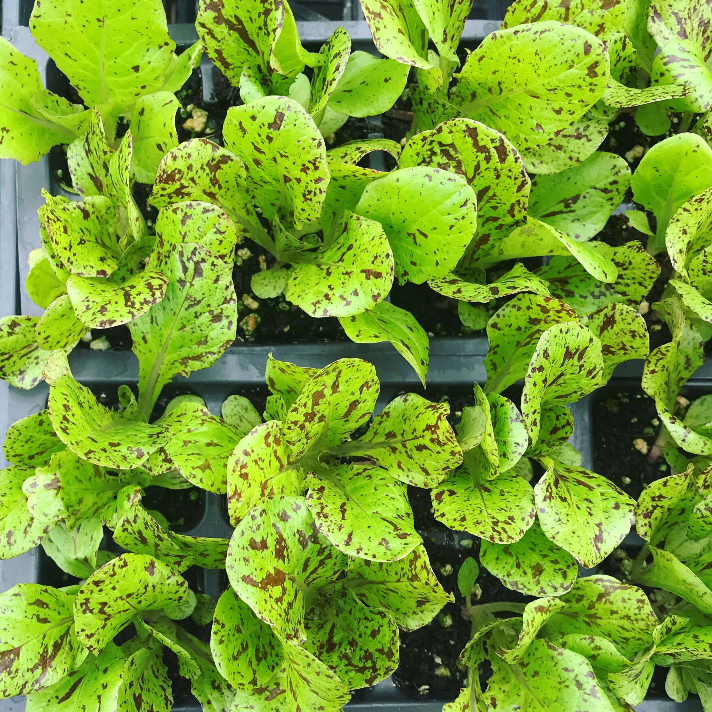 We sell seeds & seedlings