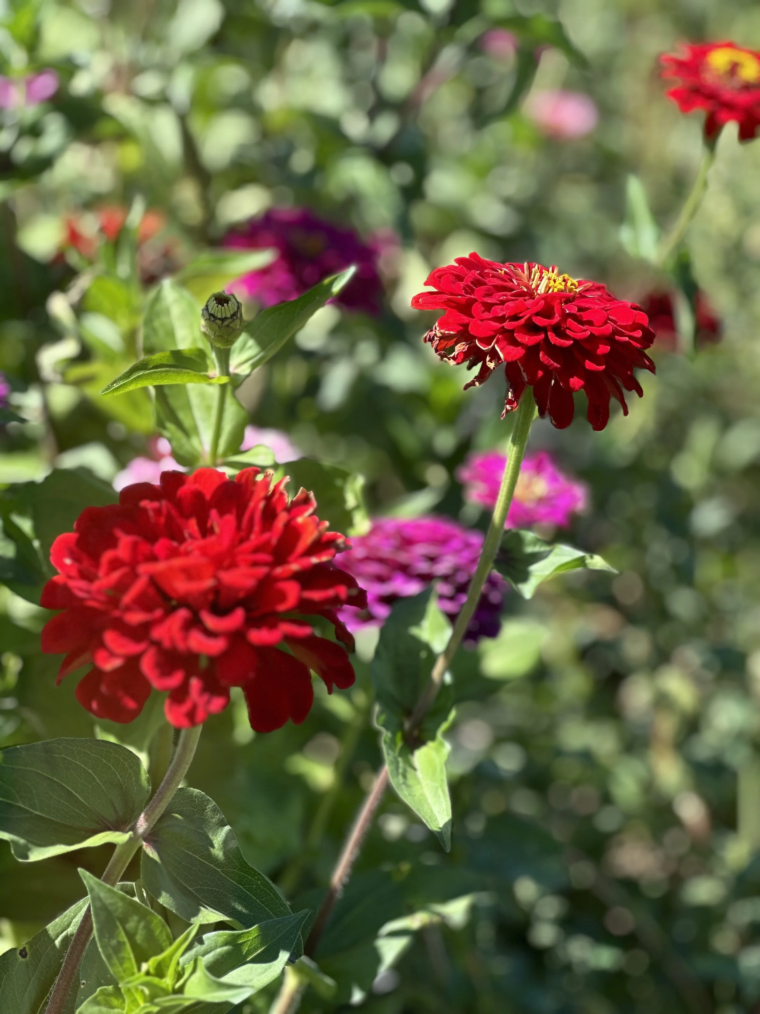 IMG_2906.jpeg