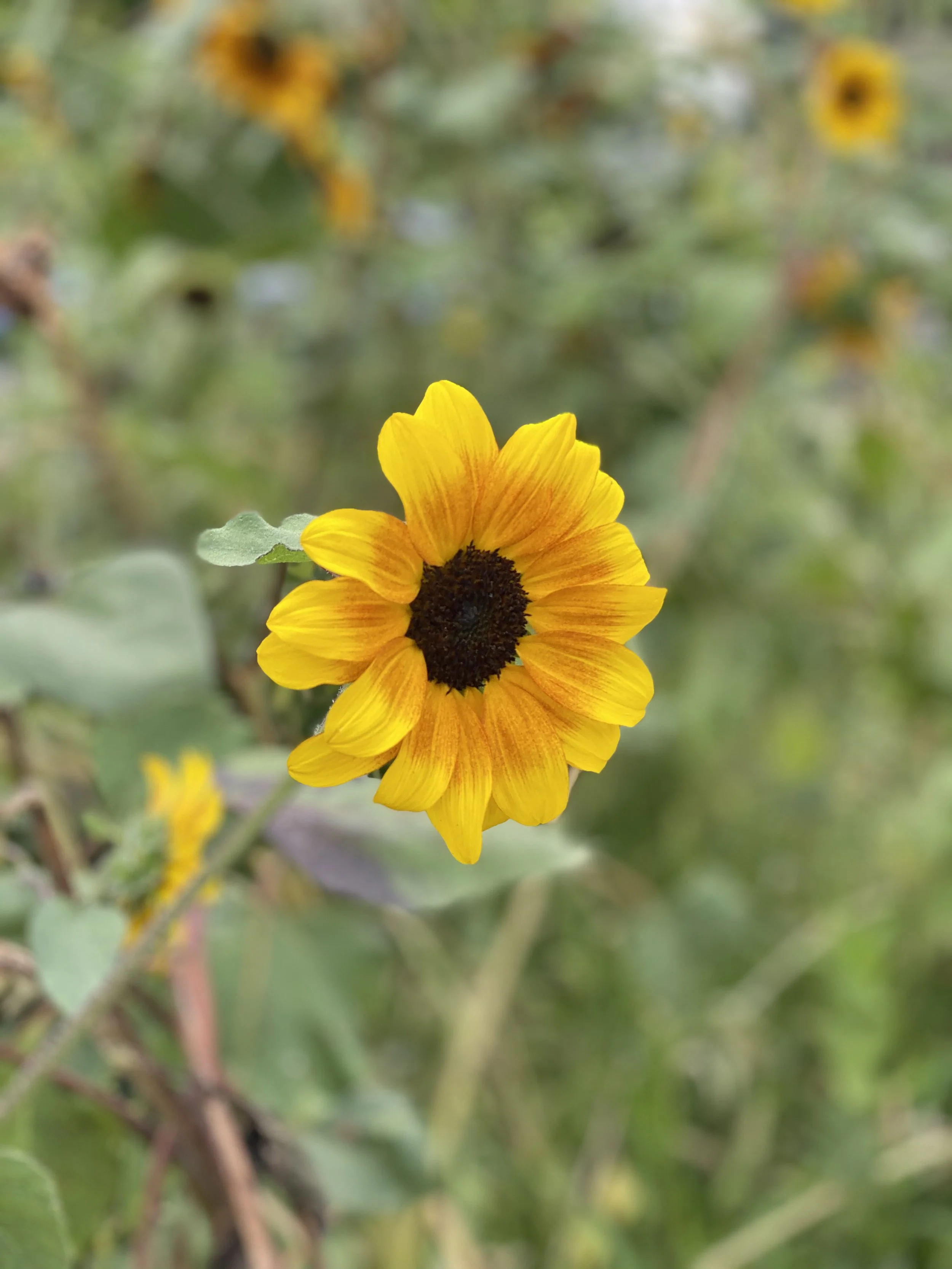 IMG_0213.jpeg