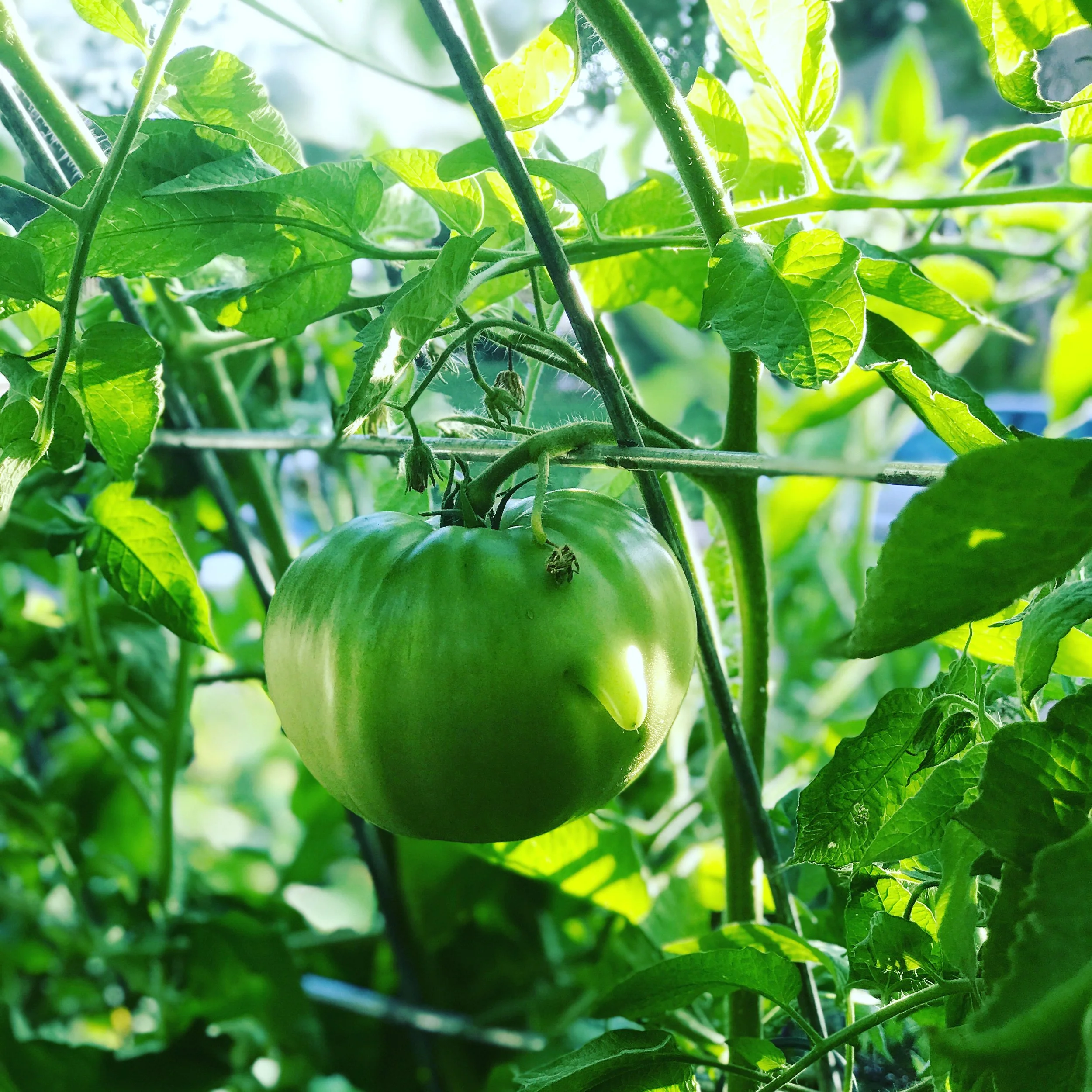 06AB225F-5E54-4D5B-A896-C5E56650AEB2.jpeg