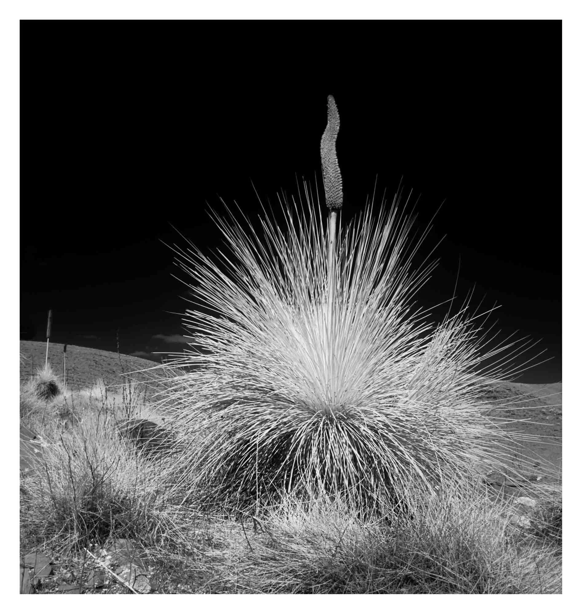 Infrared 01 Photography by Keith Seidel.JPG