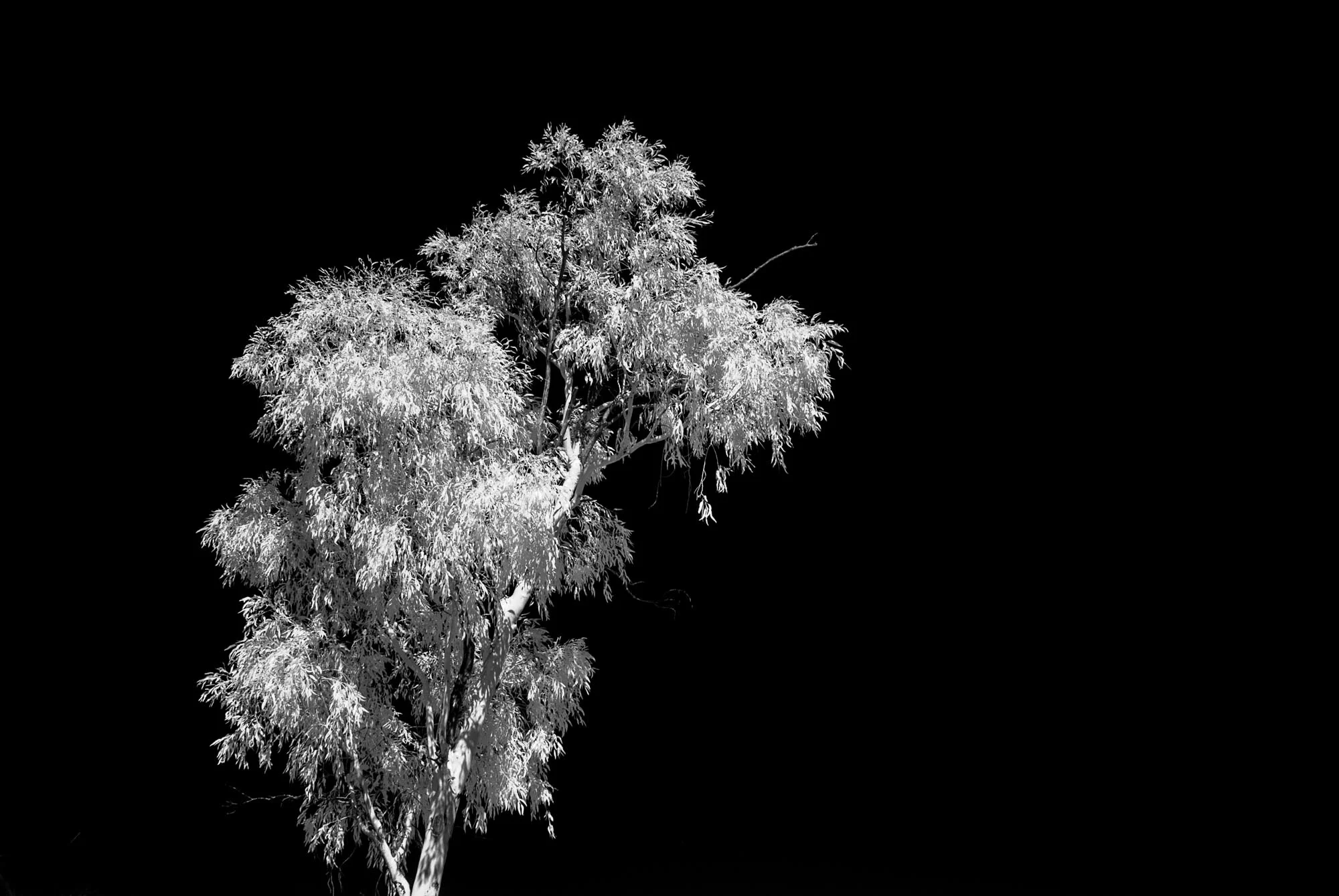 Infrared 14 Photography by Keith Seidel.JPG