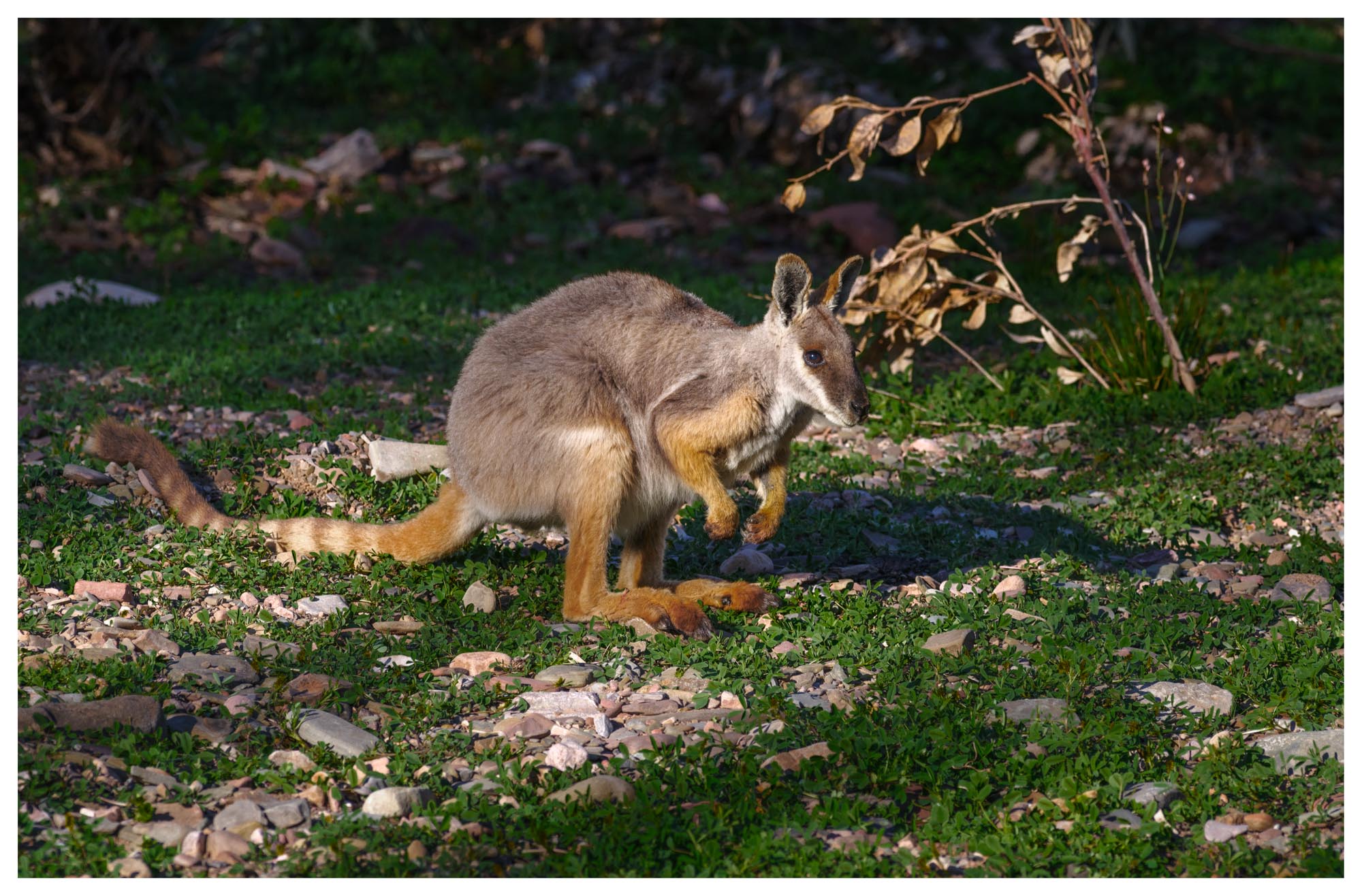 Flinders 18 Photography by Keith Seidel.JPG