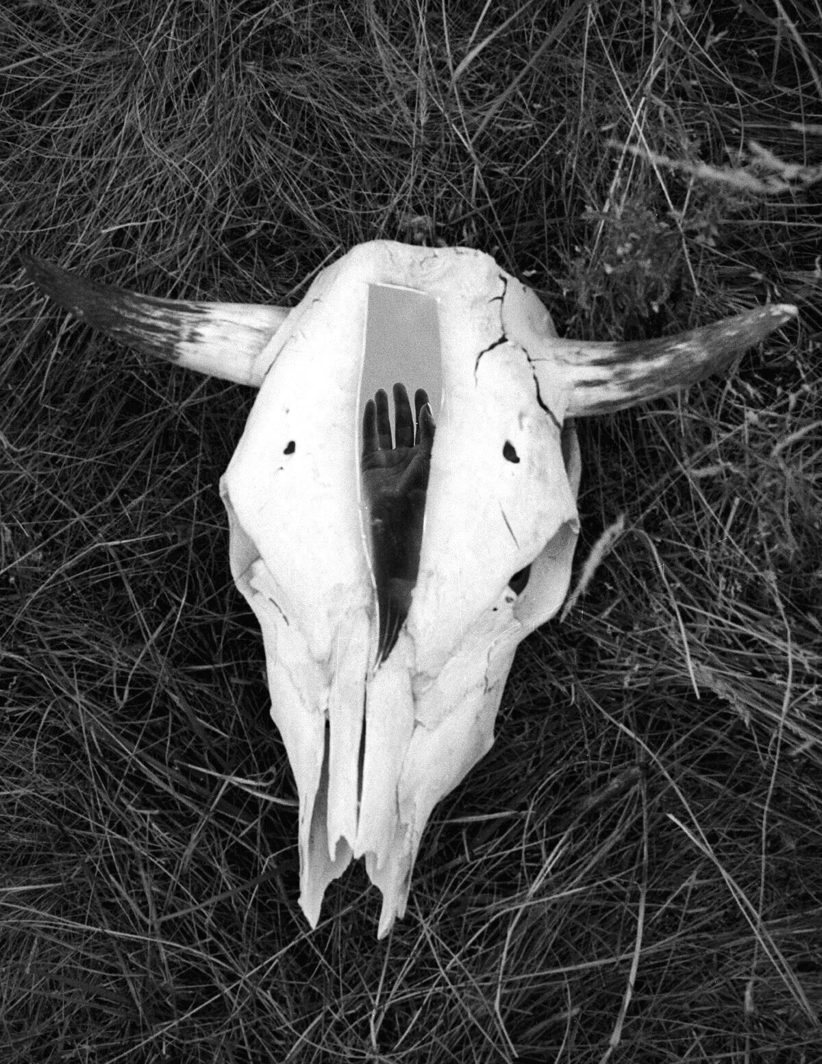 bull skull (2)_edited-1.jpg
