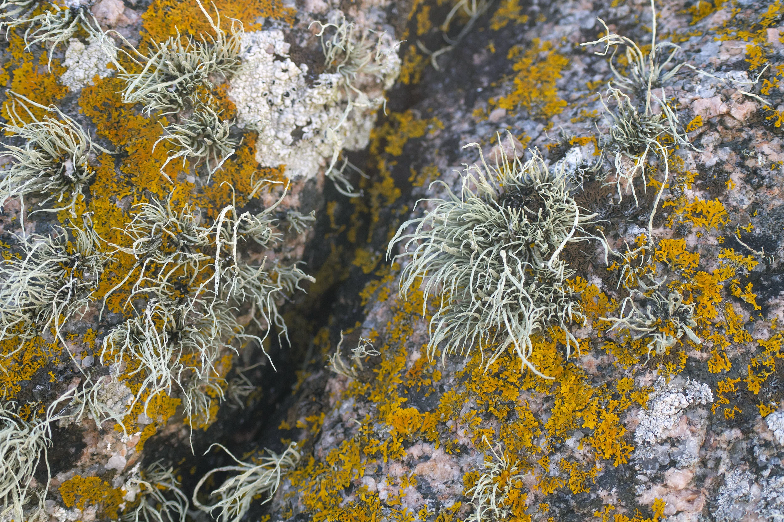 IMG_3731 kopiëren.jpg