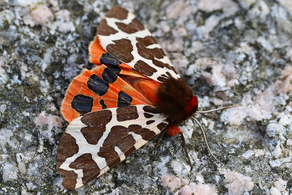  photograph by Binet Brasser 