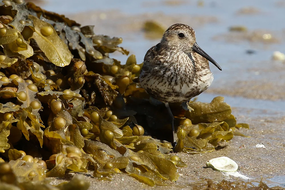  photograph by Binet Brasser 