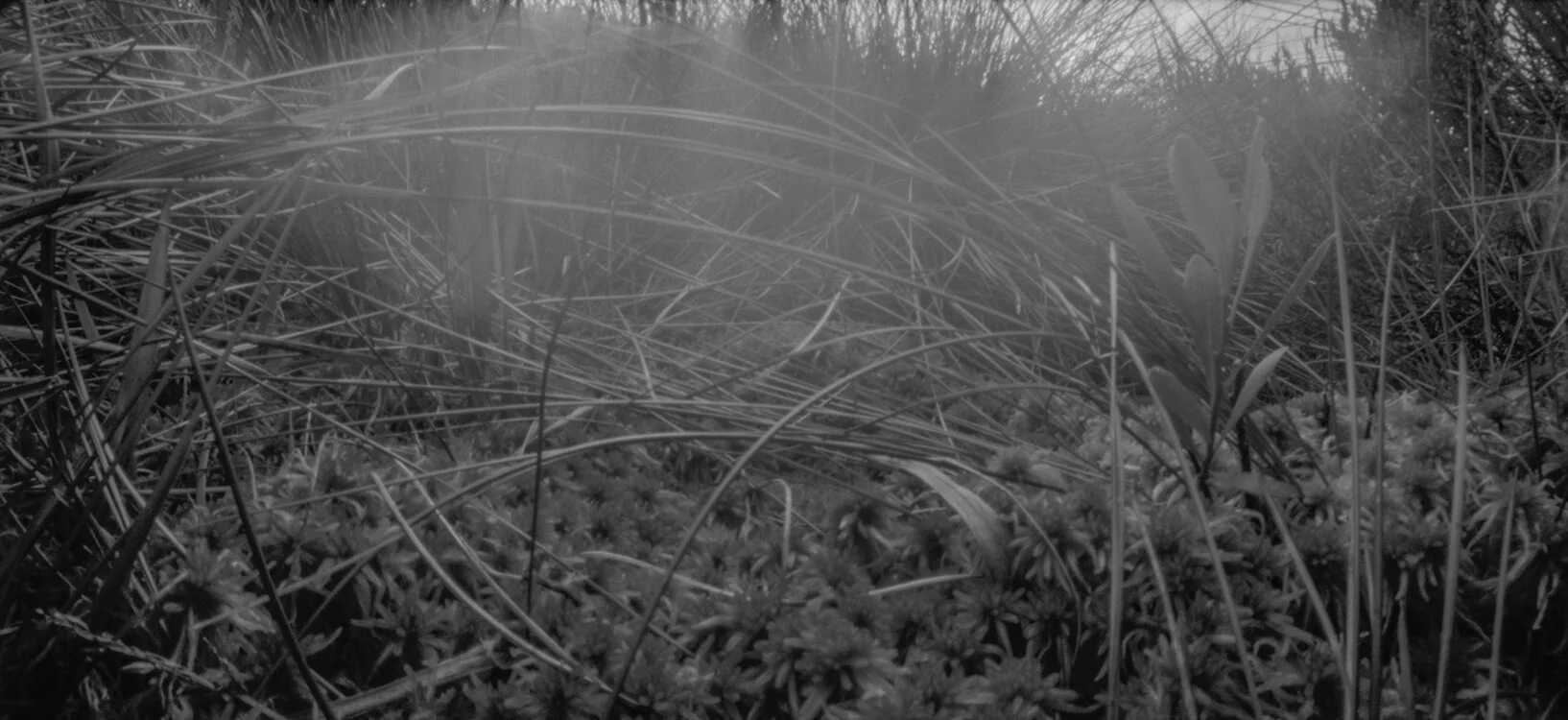 Knockvologan.Studies_sphagnum.jpg