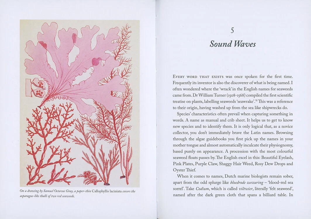 05.Seaweedhandbook.miekzwamborn 11.jpeg