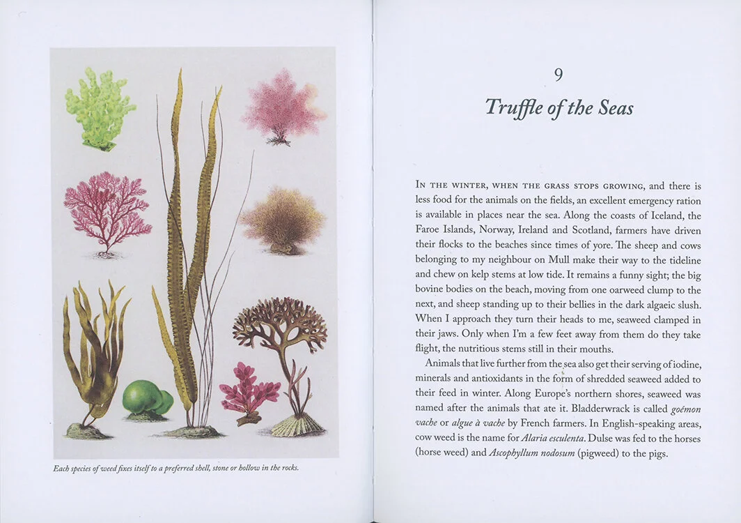 07.Seaweedhandbook.miekzwamborn .jpeg