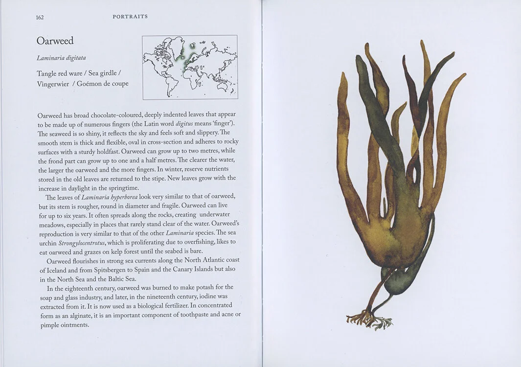 11.Seaweedhandbook.miekzwamborn .jpeg