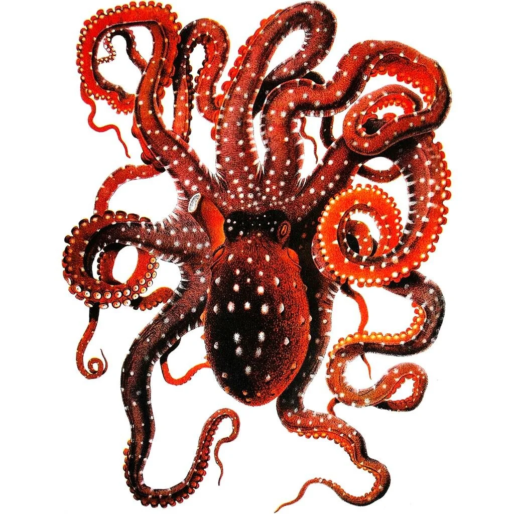 magicaloctopus.JPG