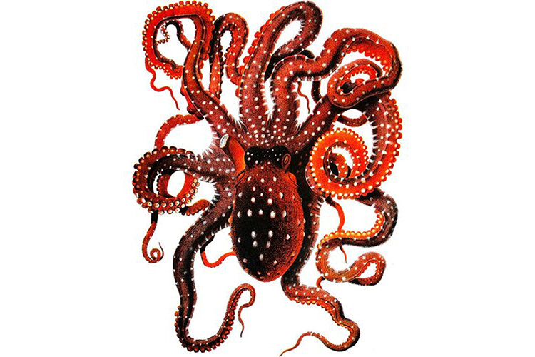 Magical Octopus