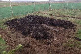 The Seawrack Gatherer