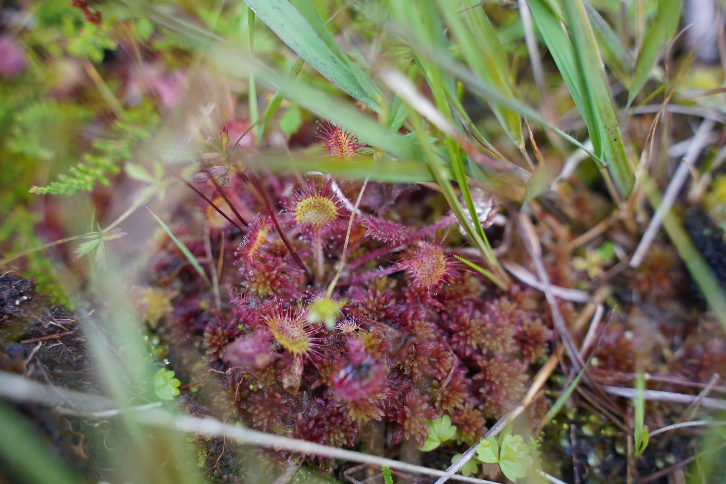 sundew.JPG