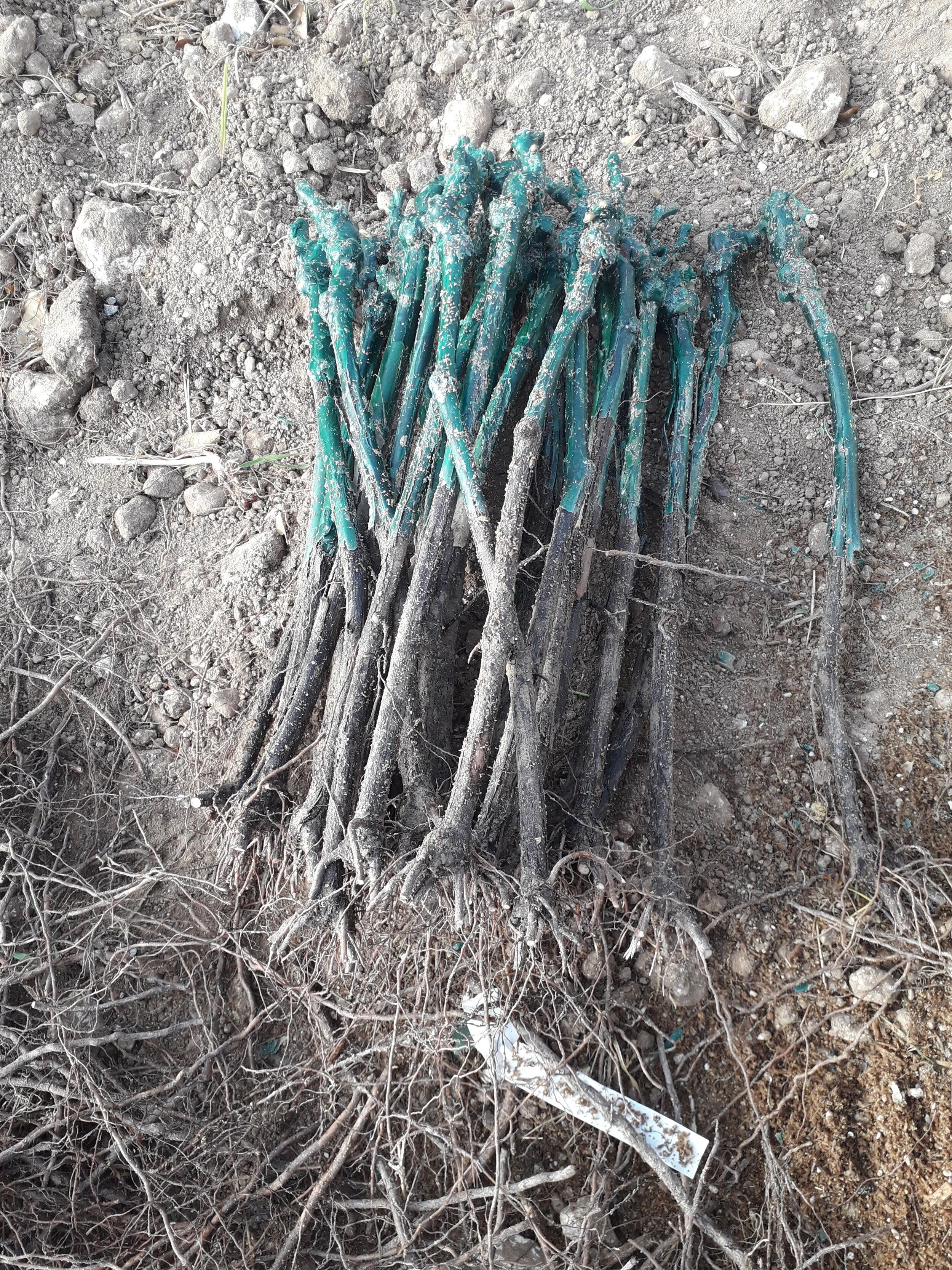 Le barbatelle di Nerello Mascalese piantate a Noto