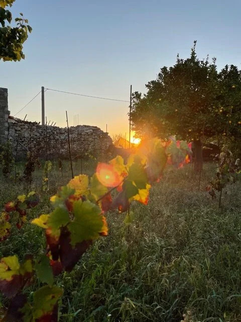 La vigna in autunno...