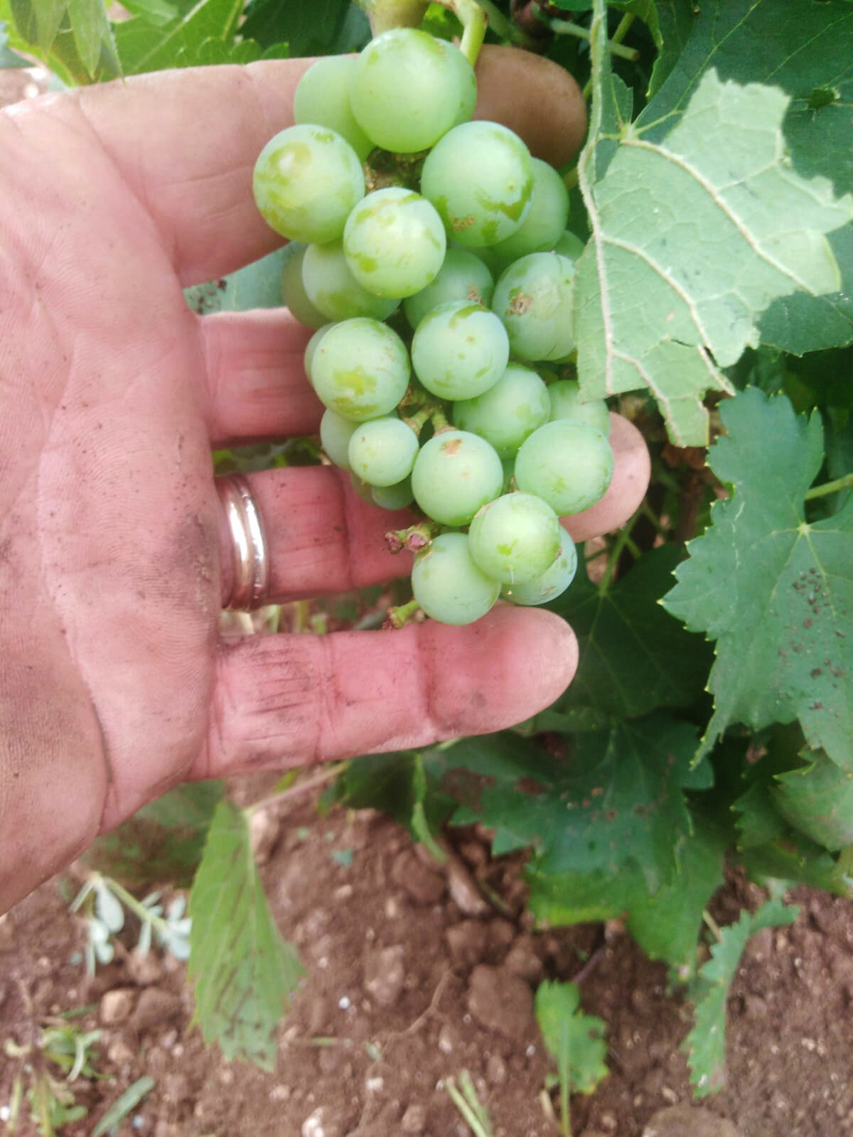 I primi grappoli