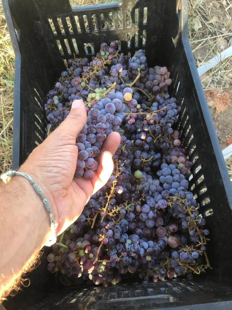 La prima vendemmia