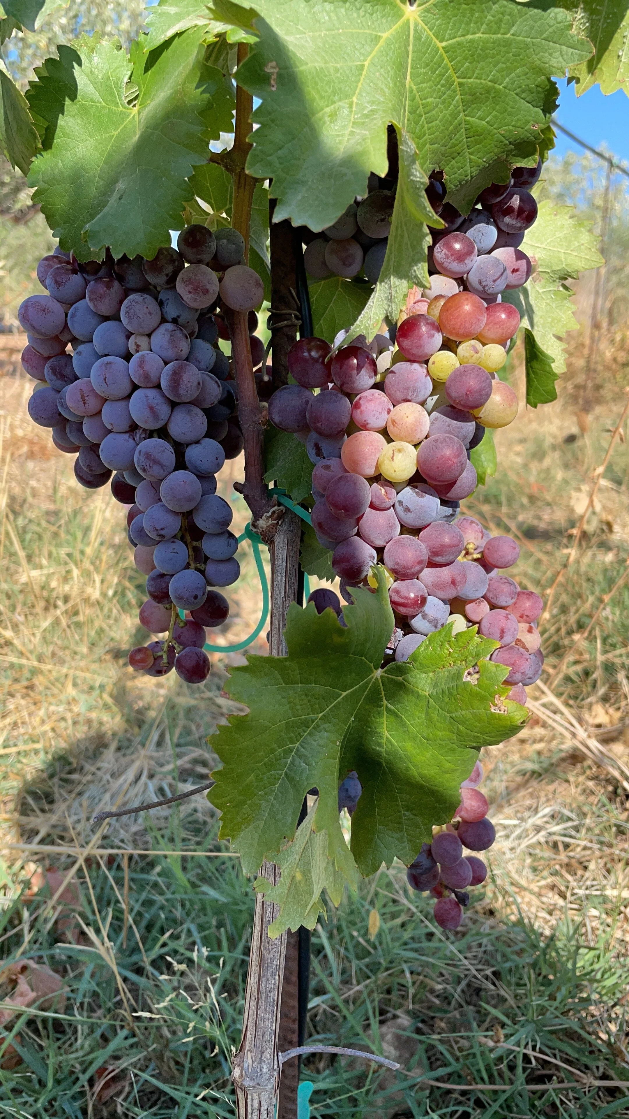 Vendemmia 2021