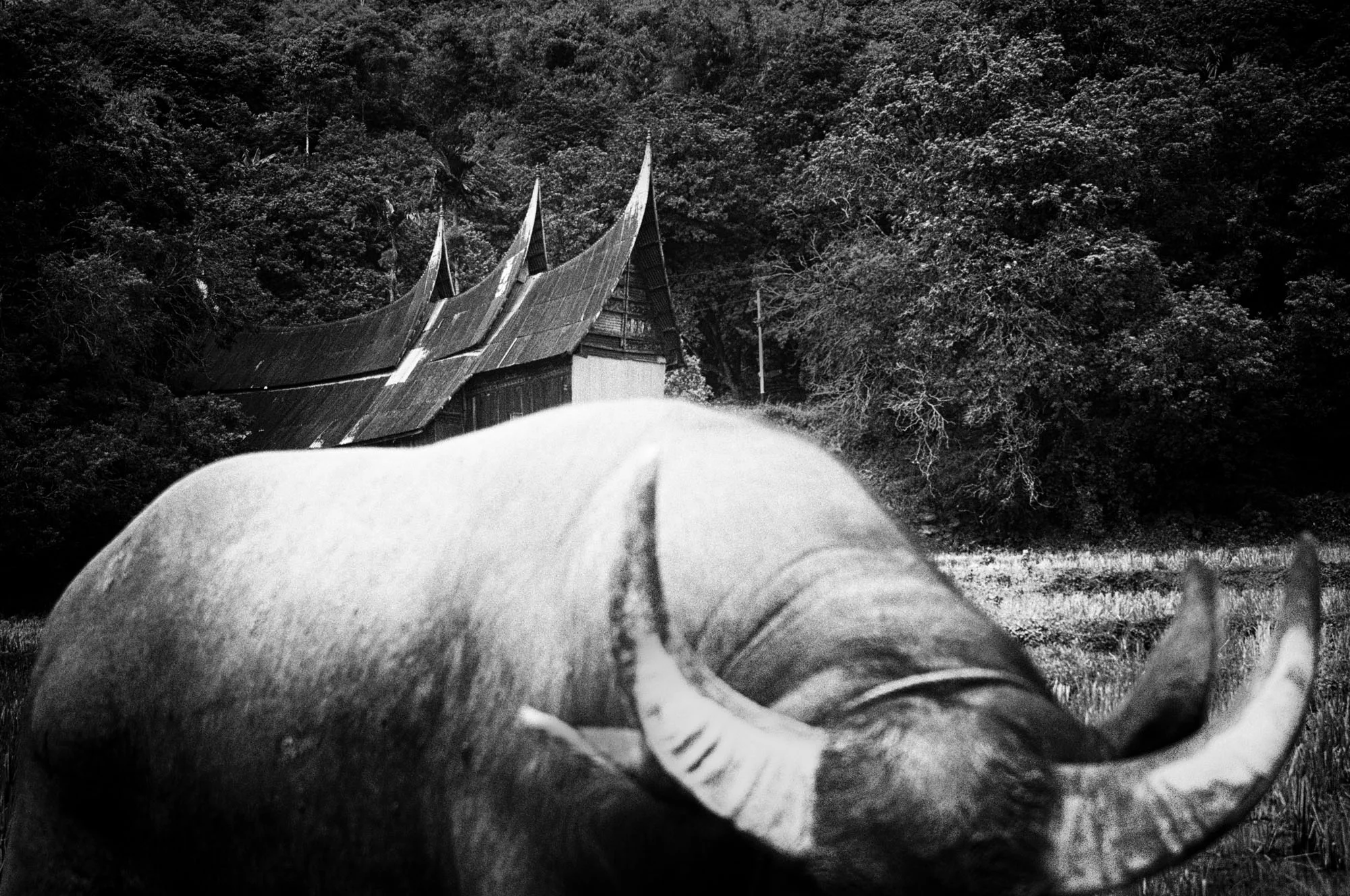 A bull in front of rumah gadang. According to the tale of
Minangkabau, a bullhorn-like roof symbolizes the glory of
the community.