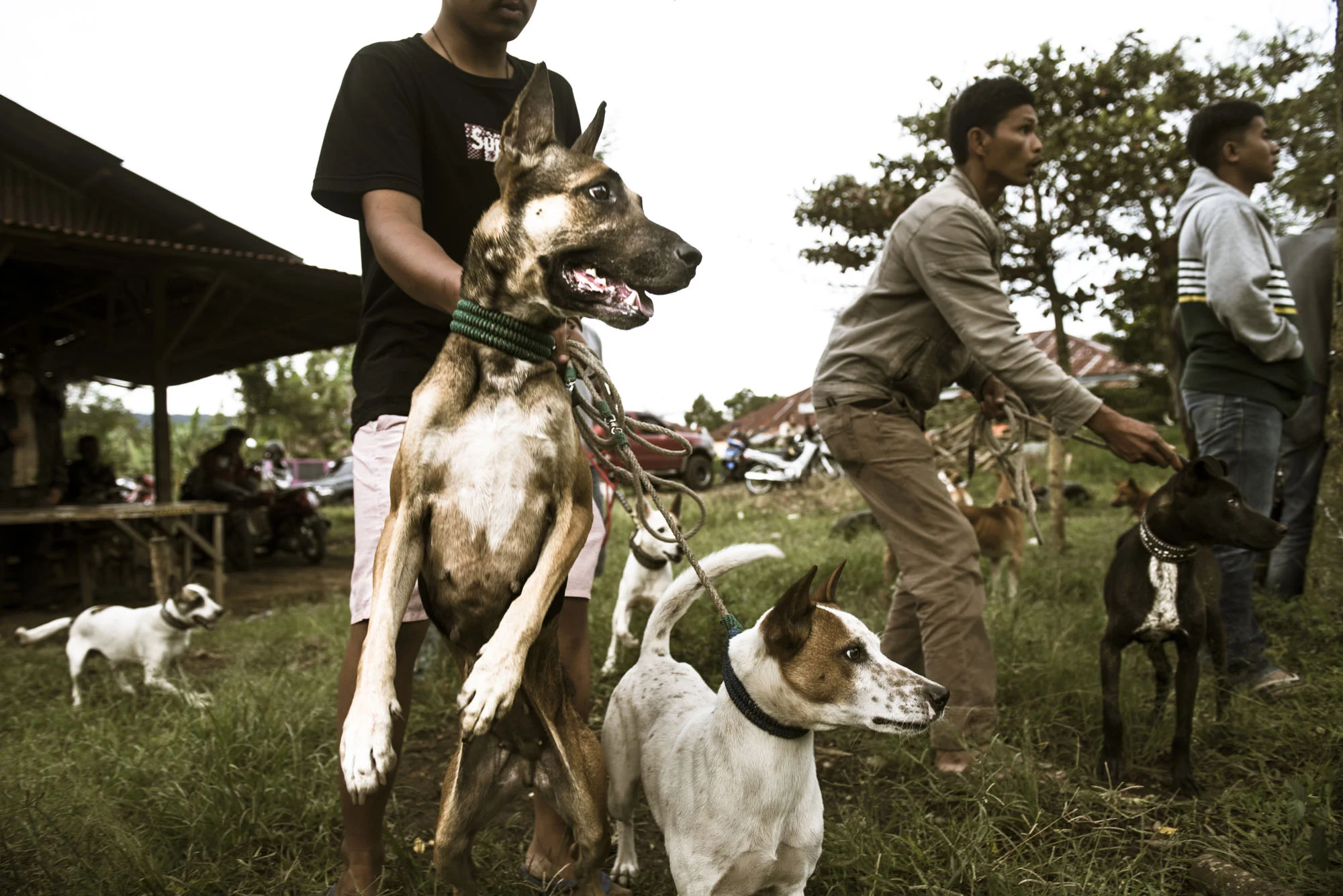 The Dogs