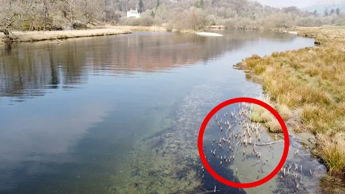 First Confirmed sightings of the 'Lakeland Gator' since South Lakes escape last week