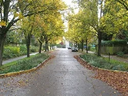 Street trees (Source: LID Center )