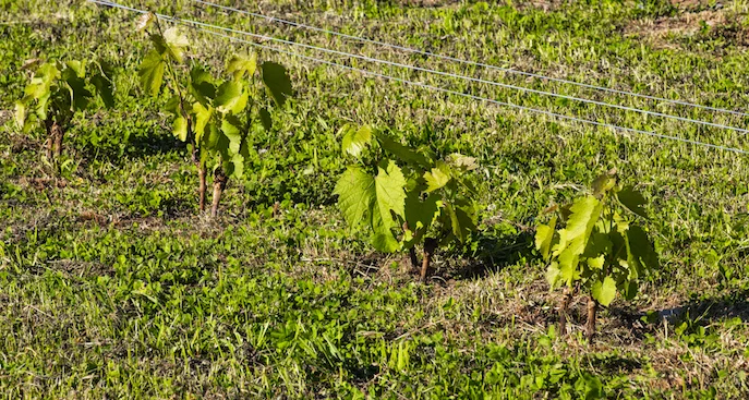 Photo: David Chapman Les bébés chardonnay sont heureux de voir le soleil. ⚜️ Chardonnay babies happy to see the sun.