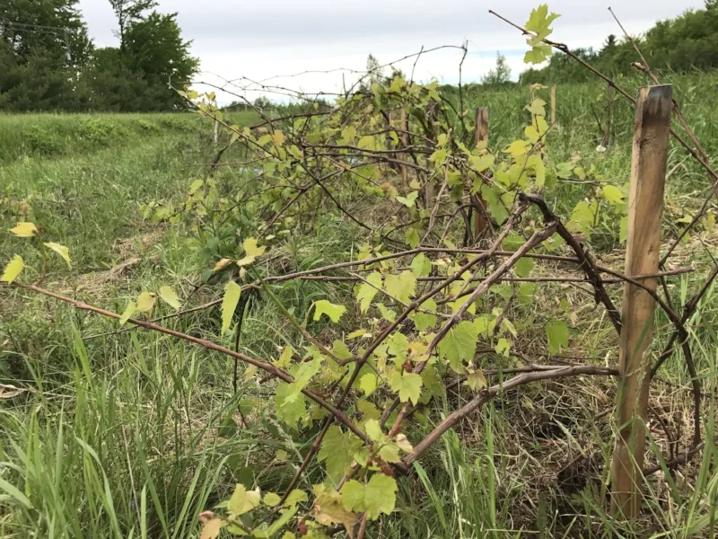 Blog20170606Tangle.jpg