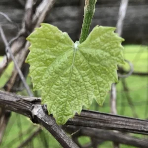 Blog20170606Leaf.jpeg