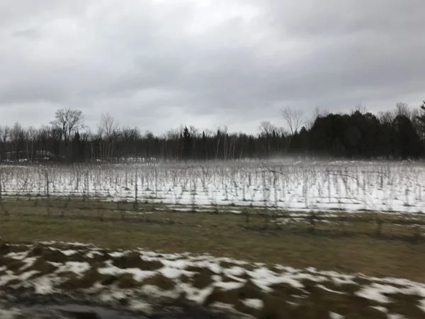 20170112vines.jpg