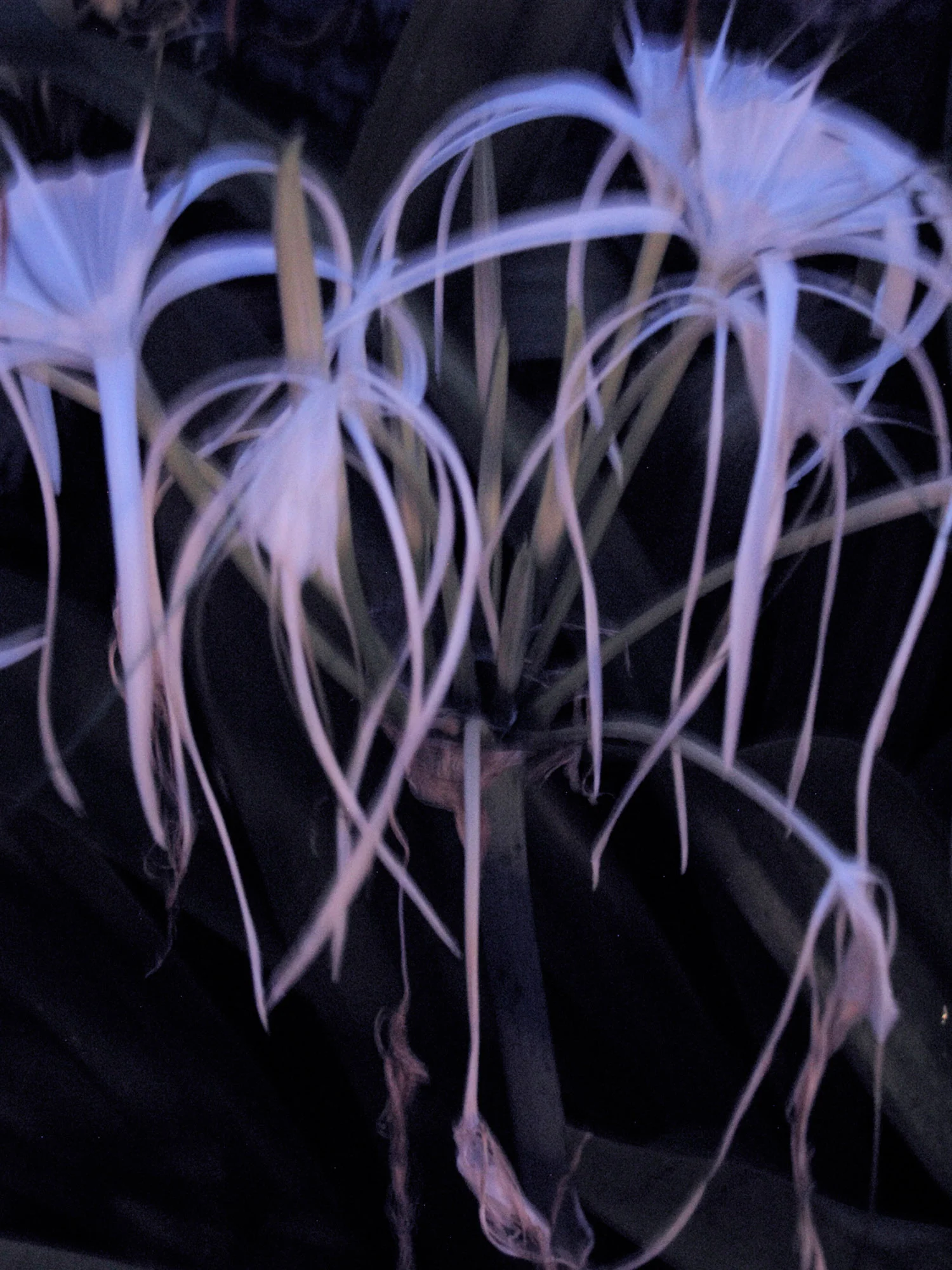 Hymenocallis Littoralis