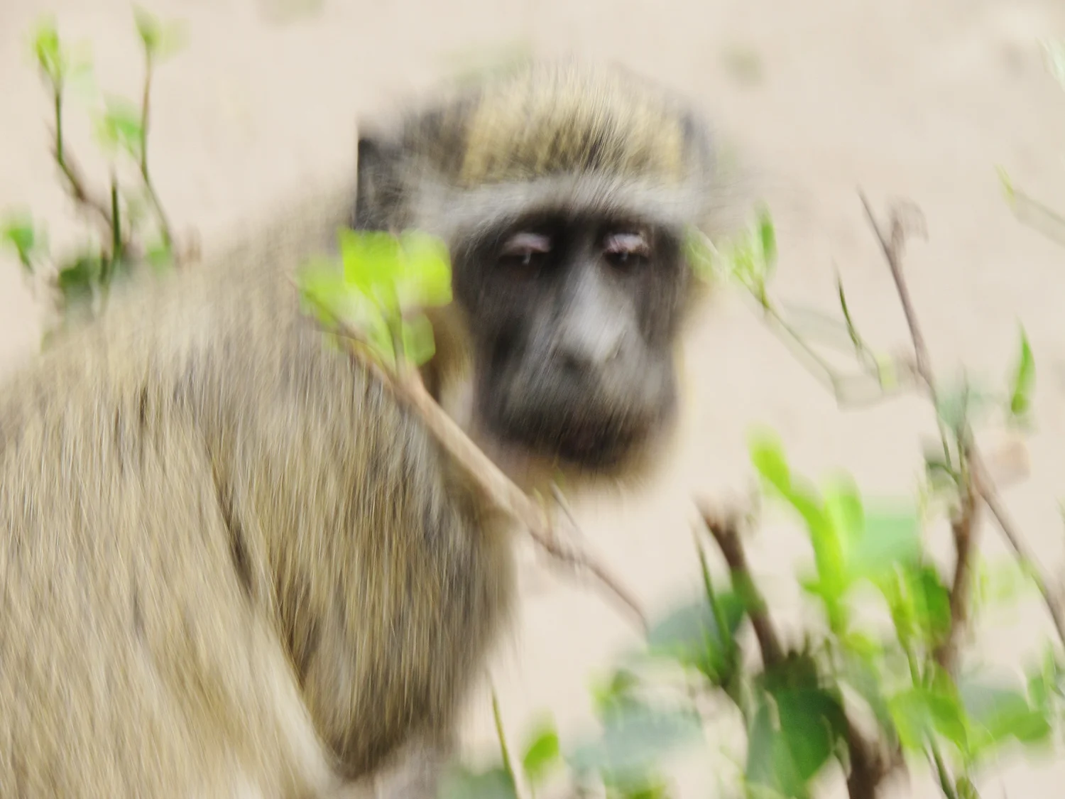 monkeyIMG_3473.jpg