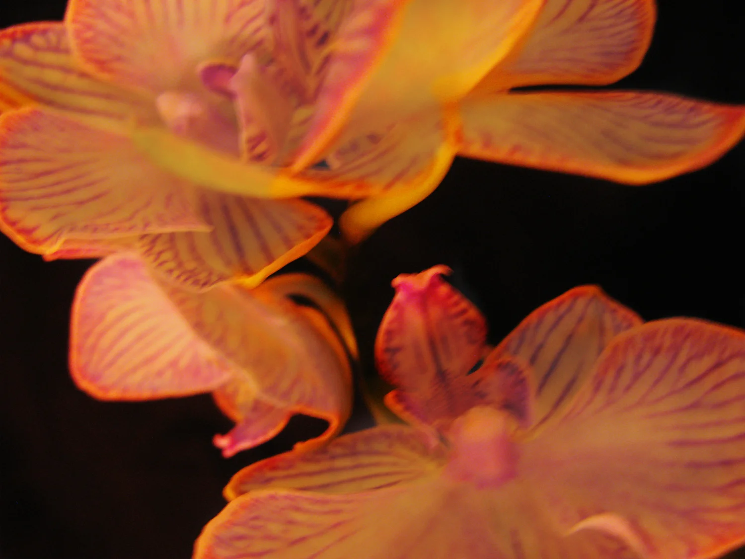 Phalaenopsis