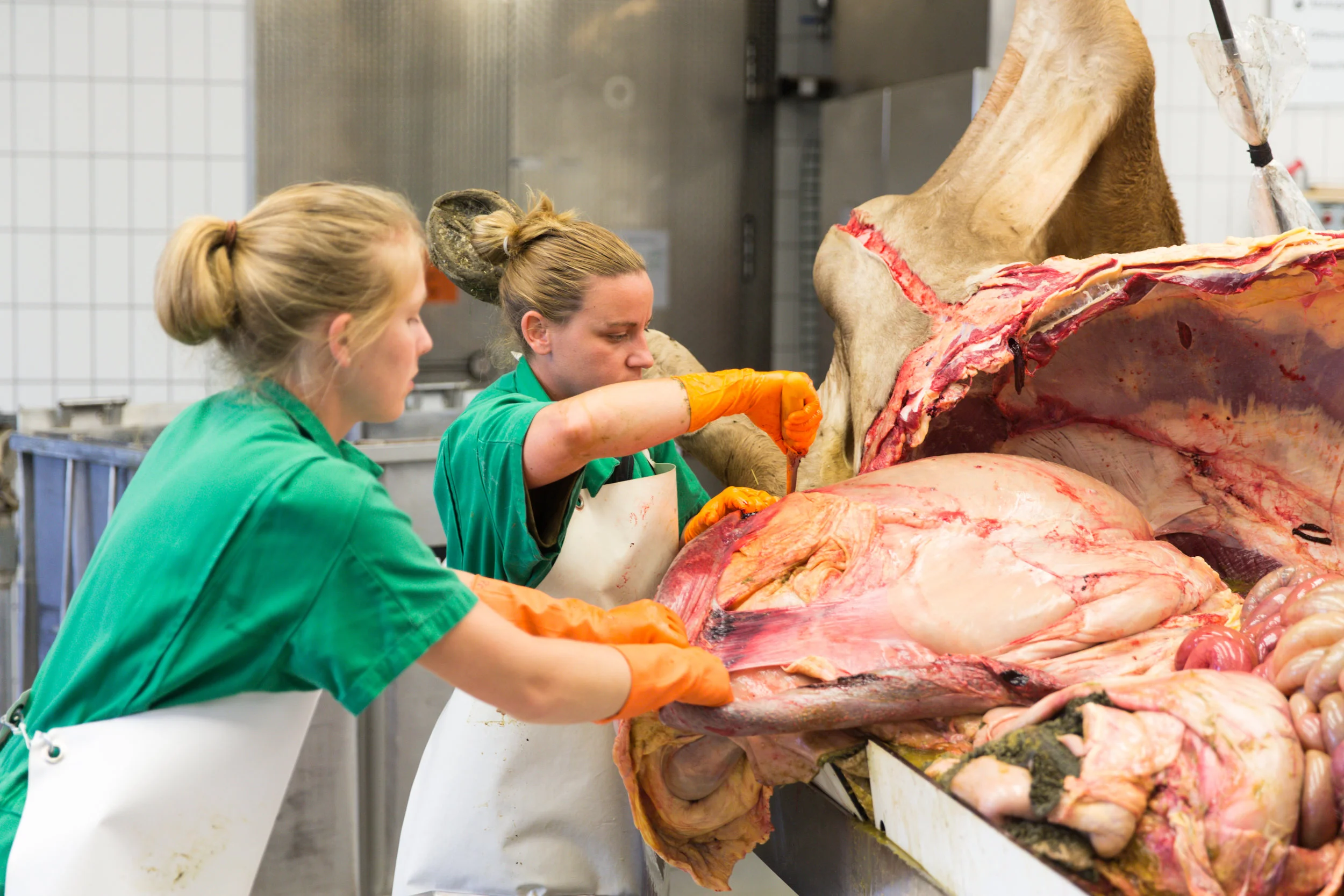 05282018_tierpathologie_013.jpg