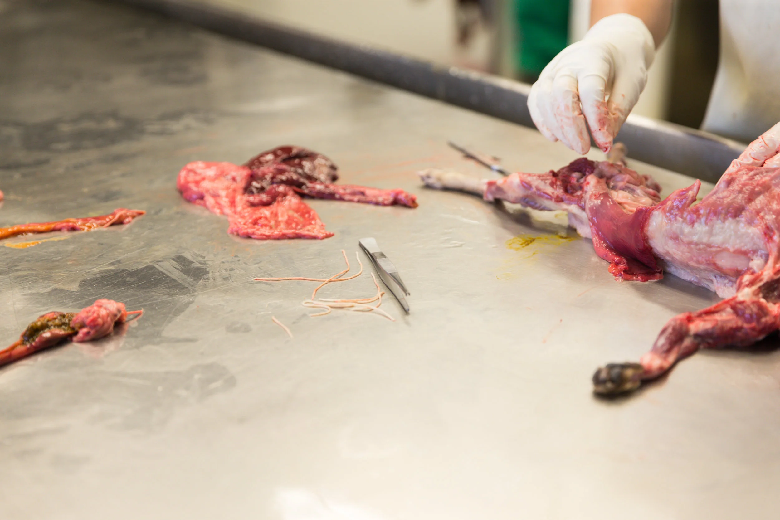05282018_tierpathologie_037.jpg