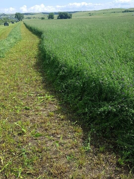 First cutting from a section that has historically struggled
