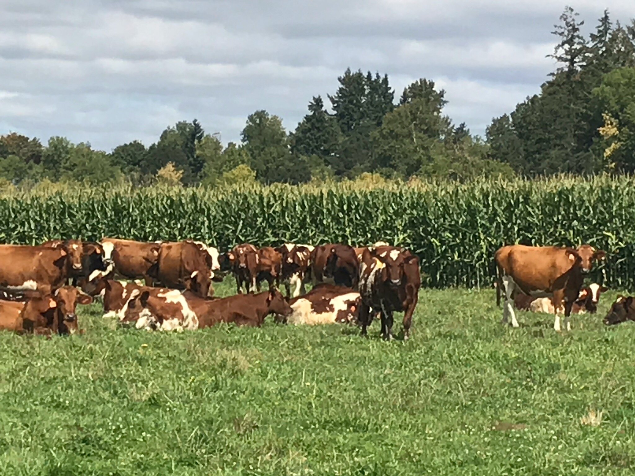 happy cows and nutrient dense corn