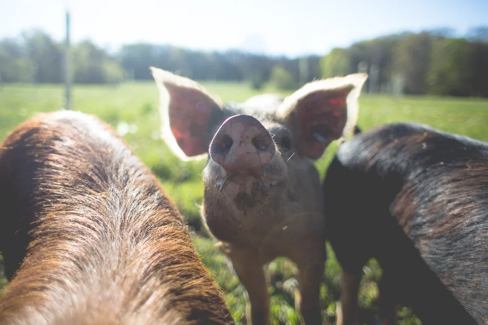 q farms pig.jpeg