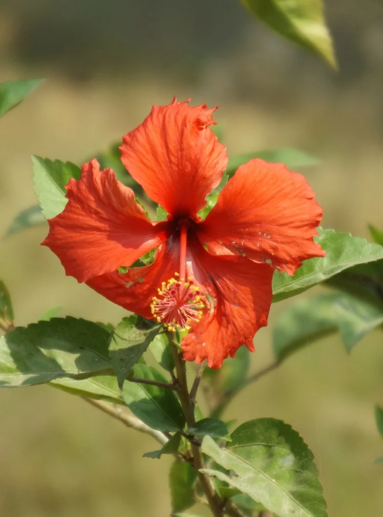 Beauty in the midst of pain - reflections on my first days in Cambodia