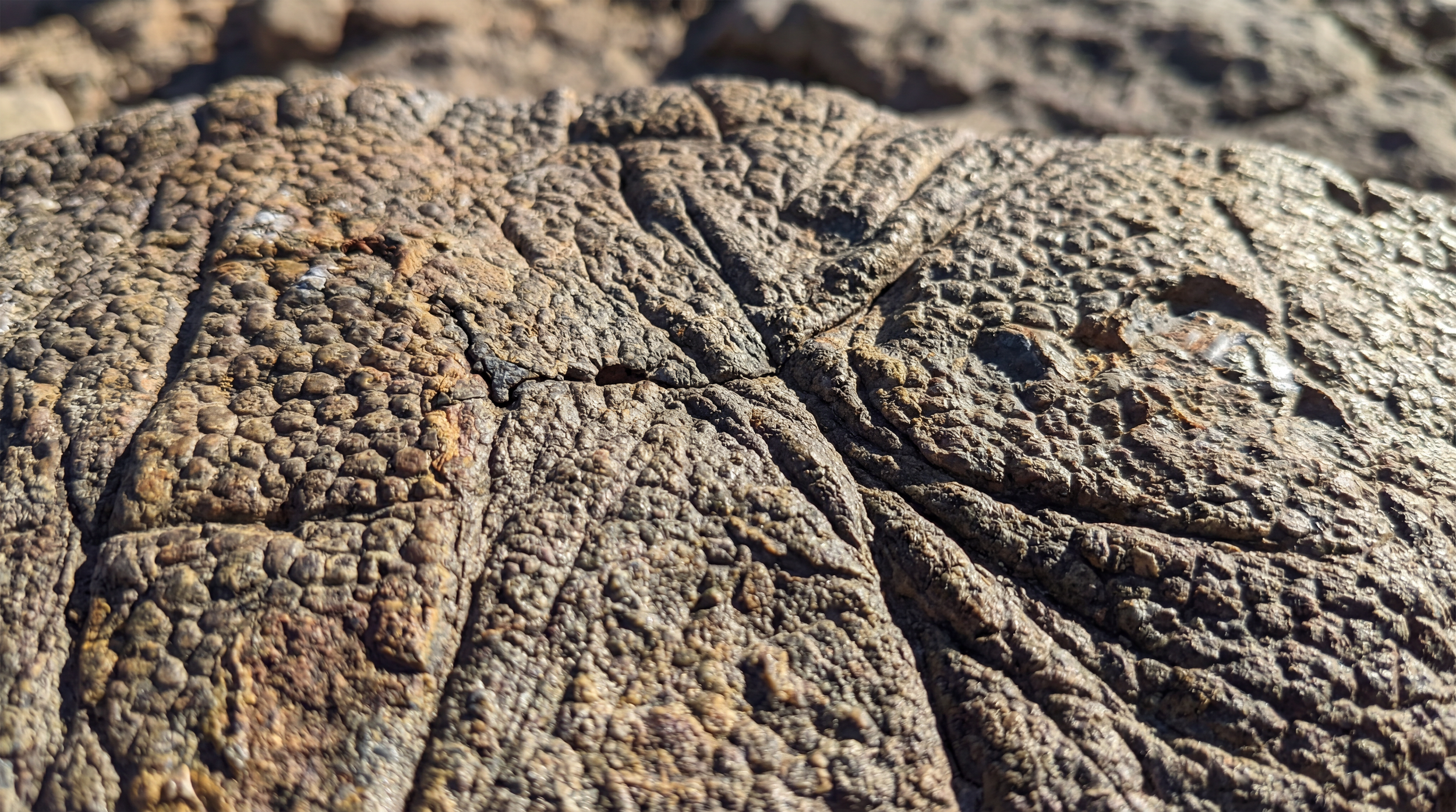 freepik__extreme-macro-photograph-of-dinosaur-skin-ultra-cl__35510-2.png