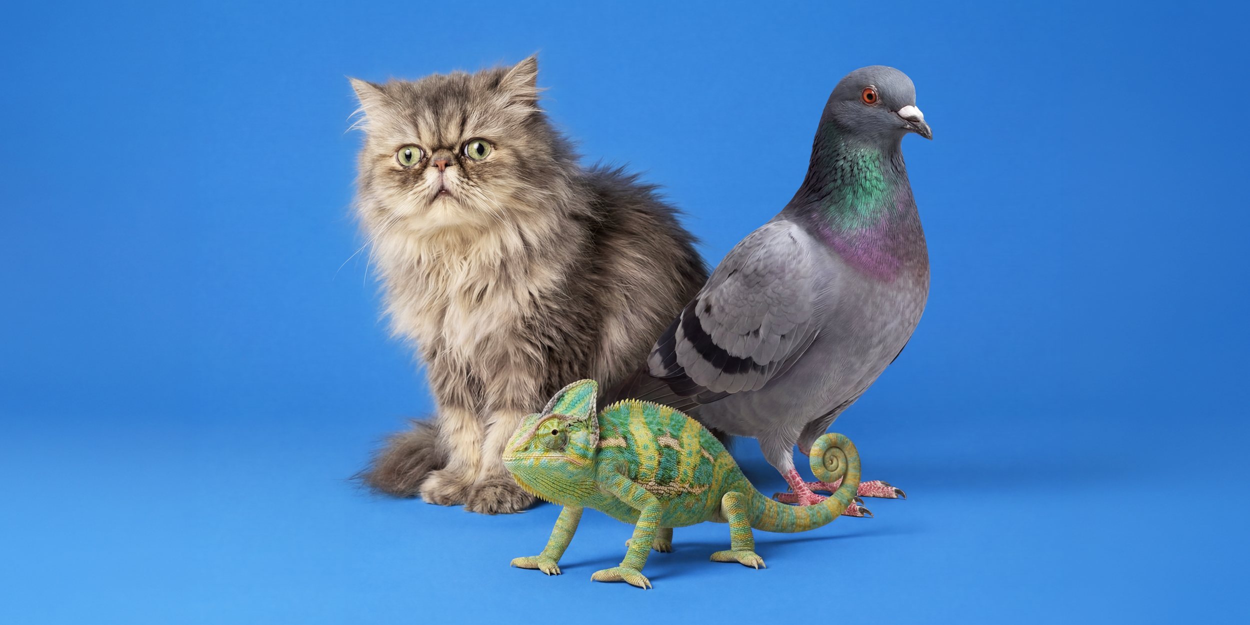 Header til website.png