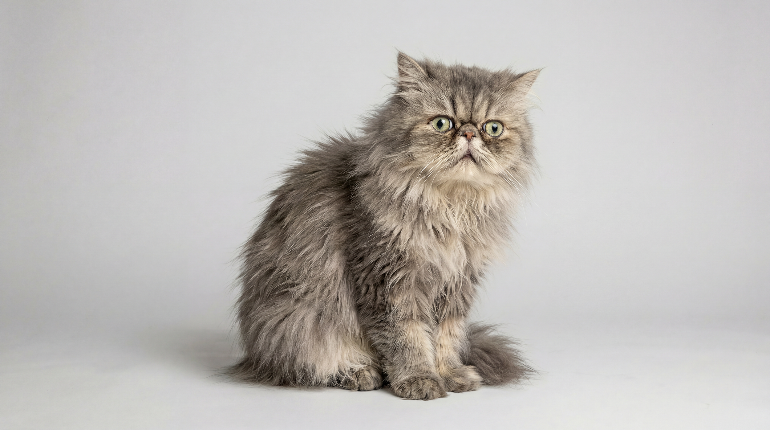 Kat.png