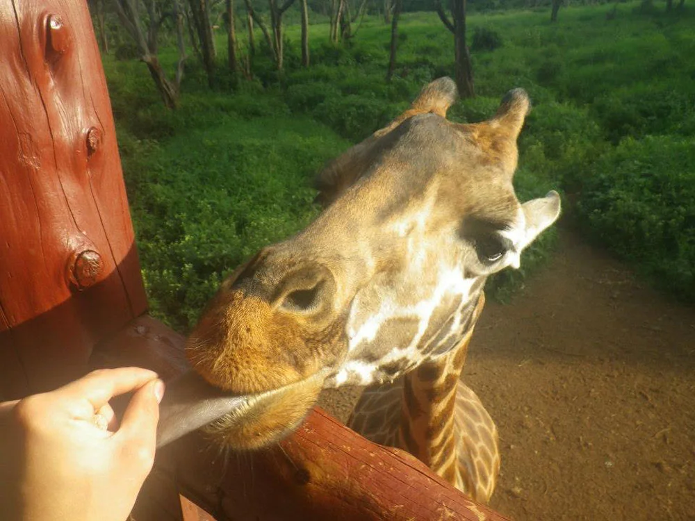 "Life Itself Is a Quotation"