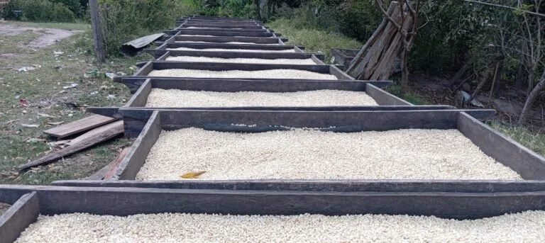 Martha-drying-racks-in-row-768x343.jpeg