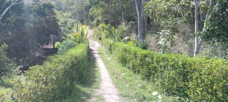 Martha-path-on-farm-768x343.jpeg