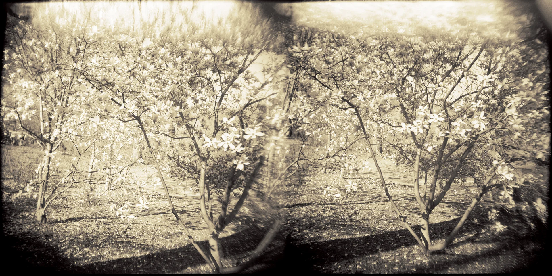 Landscape of Memory : lom 061 bleached silver print, framed 23 x 12cm, 1997
