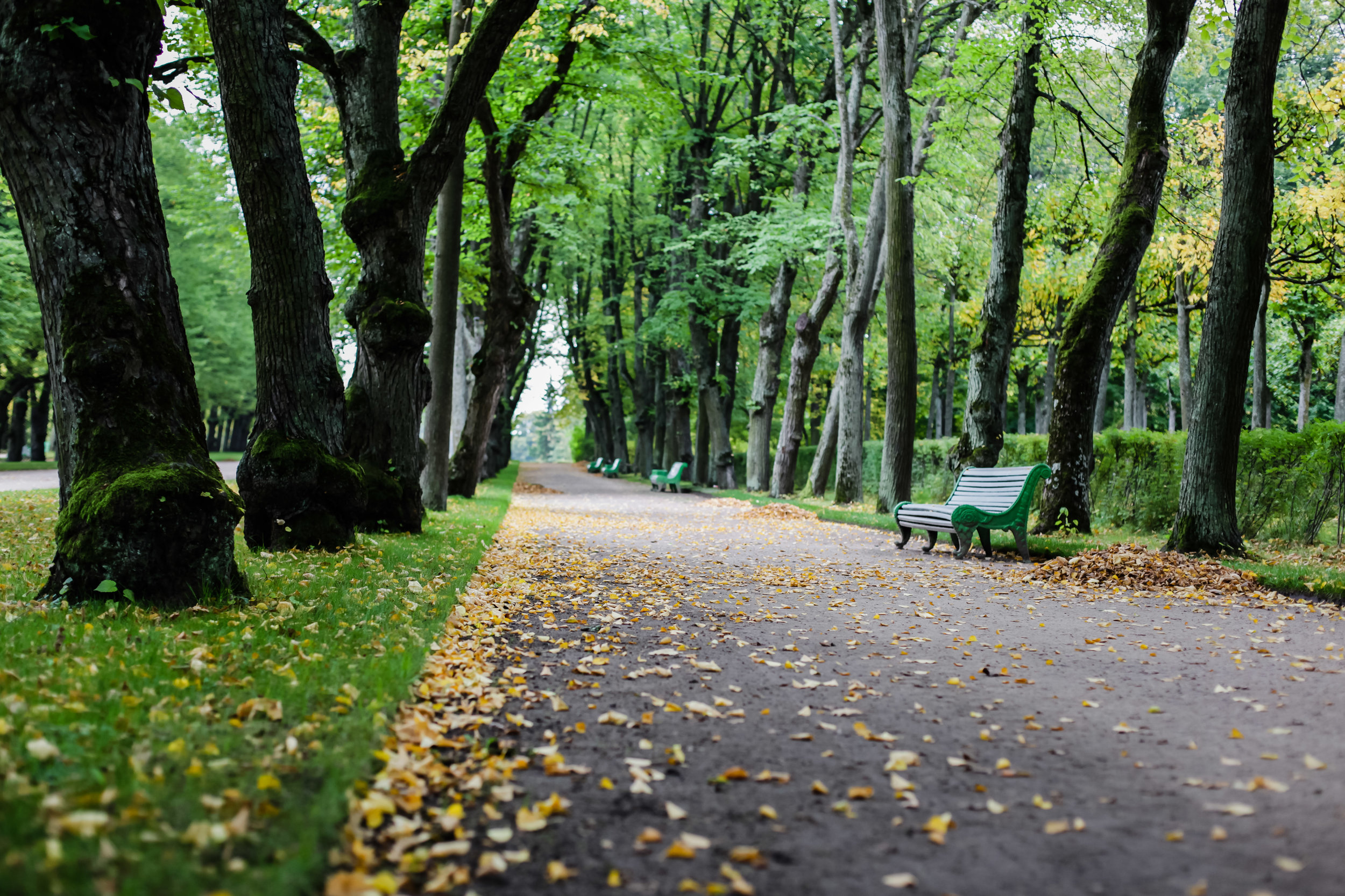 park-for-a-walk-in-the-autumn_t20_2JLxG0.jpg