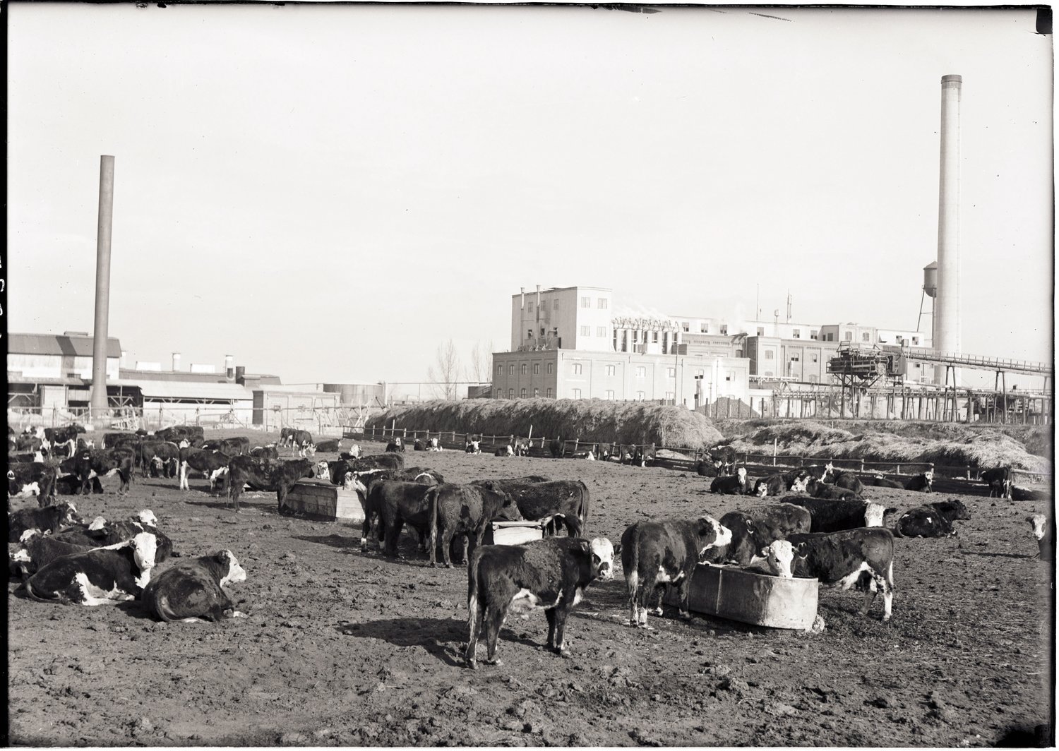 The Corporation, The Scientist and The Fish